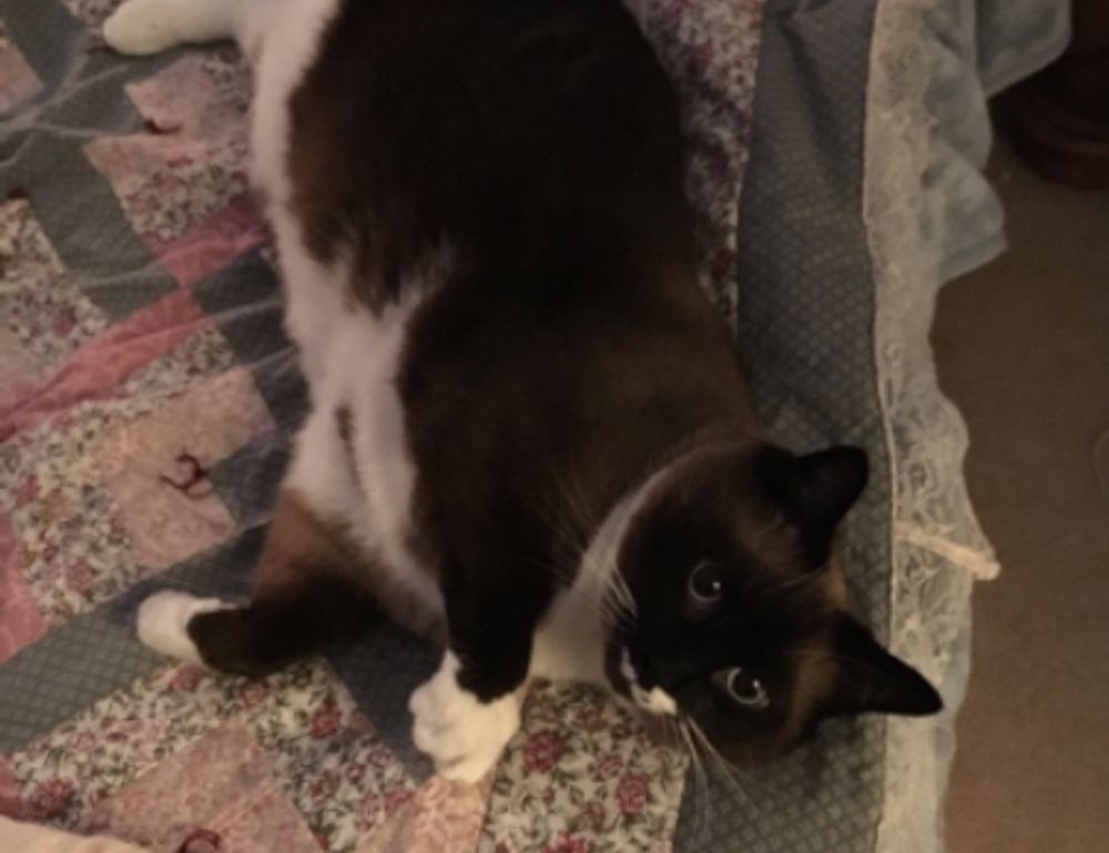 cyroket2585 online pc