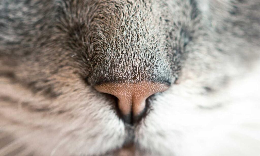 develop oxzep7 software