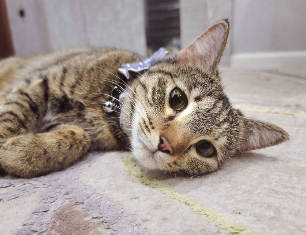 how to diagnose pavatalgia disease