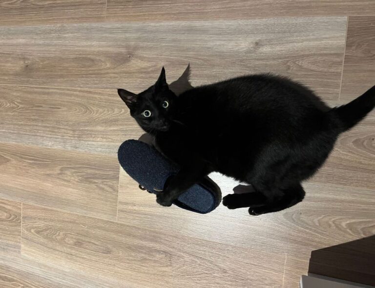 ingredients in vullkozvelex safe to use