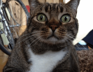 shade of velloworpenz