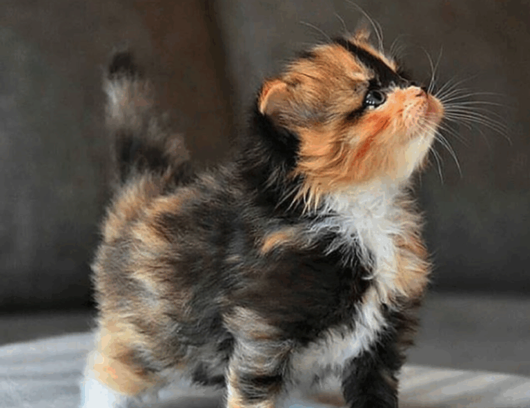 williams sonoma check gift card balance