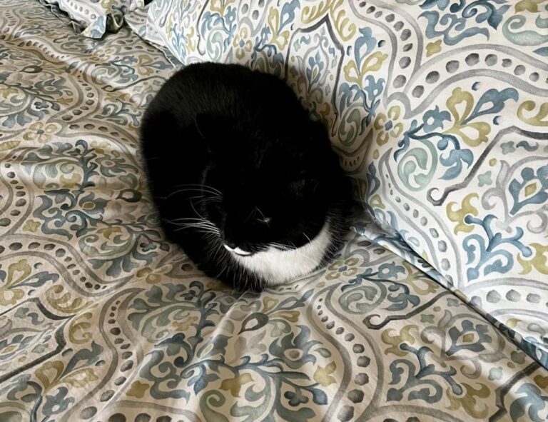 witch hazel on face side effects