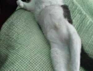 yonke el pulpo en los angeles