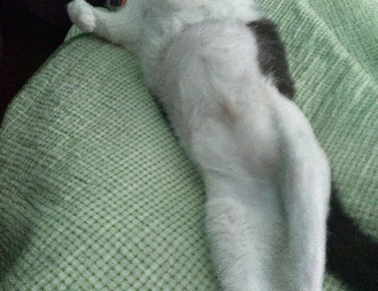 yonke el pulpo en los angeles