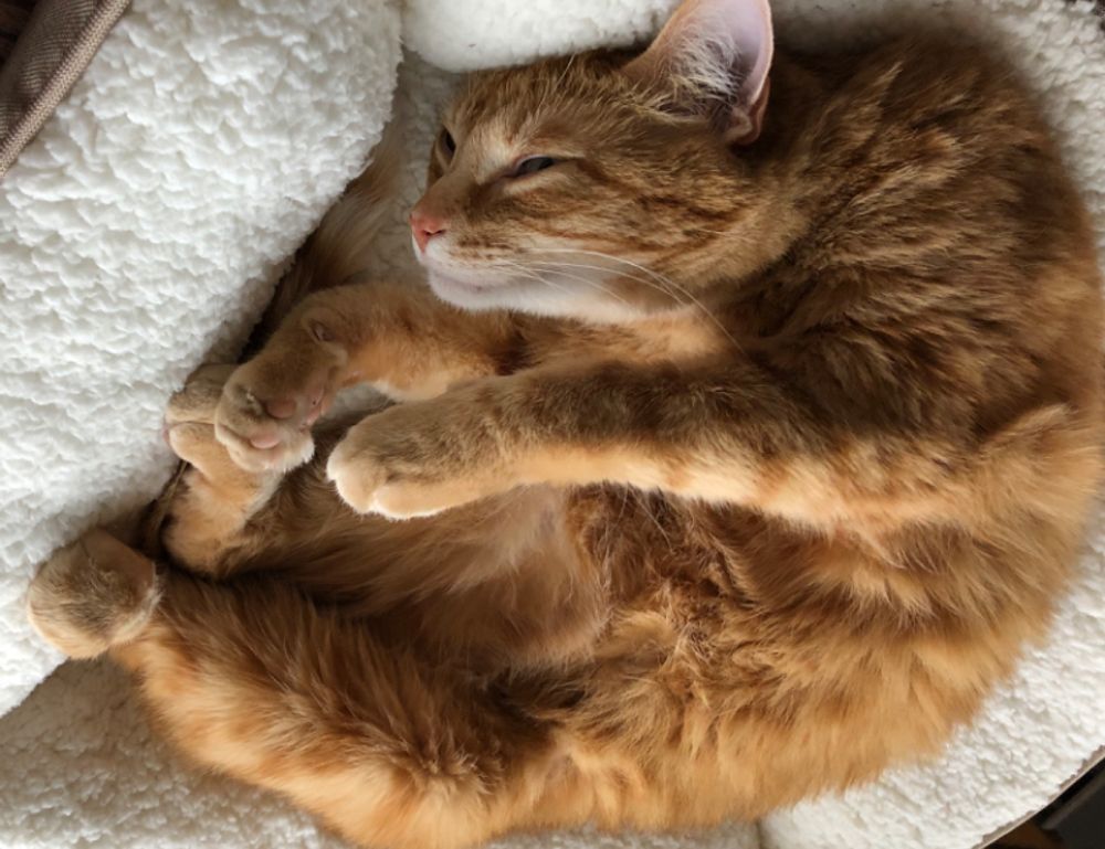 food named nummazaki